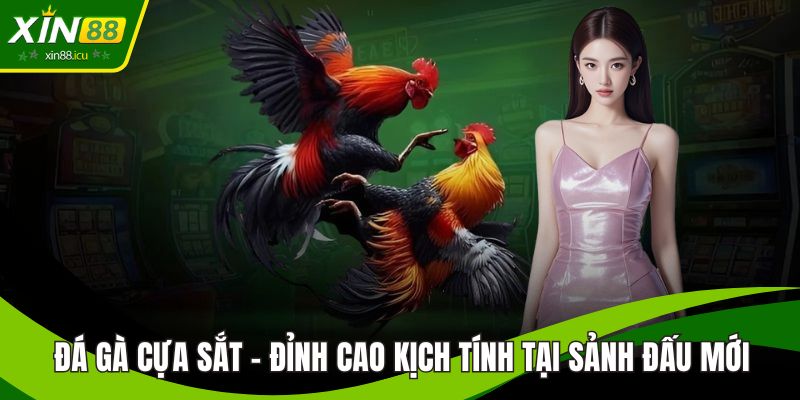 Đá gà cựa sắt