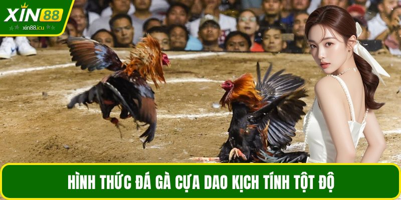 Hình thức đá gà cựa dao kịch tính tột độ
