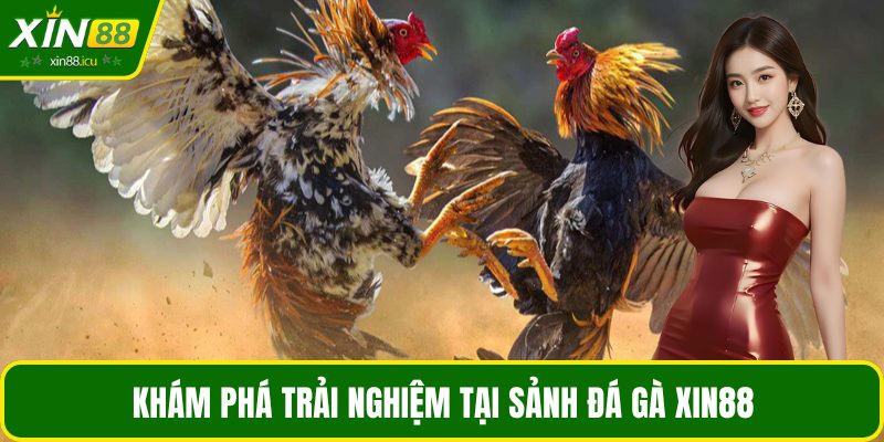 Khám phá trải nghiệm tại sảnh đá gà XIN88