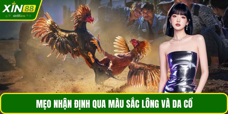 Mẹo nhận định qua màu sắc lông và da cổ